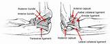 Images of Radial Nerve Anatomy Elbow