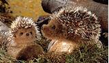 Hedgehog Stuffed Toy Pictures