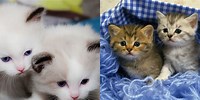 2 Free Kittens