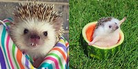 Cute Funny Hedgehog