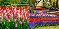 Famous Dutch Tulip Garden