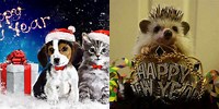Have a Happy New Year Cute Animals