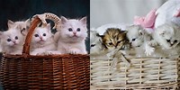 Kittens in a Basket Wallpaper