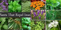 Plants That Repel Bugs and Insects