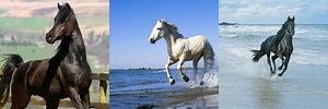 Arabian Horse Beach Desktop Wallpaper