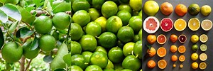 Lime Look a Like Fruit