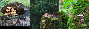 Moss Grow Basket Stump Mushroom