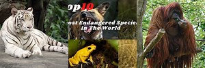 Top Ten Endangered Animals in the World