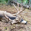 300-Inch Colorado Mule Deer