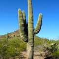 6 Foot Tall Desert Plants