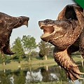 ALLIGATOR vs Turtle