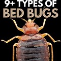 All Species of Bed Bugs