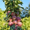 All Types of Fruit Trees
