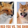 American Red Fox and Shiba Inu