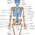 Anatomy Human Body Skeletal System