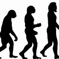 Ape to Man Evolution Chart