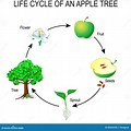 Apple Tree Life Cycle