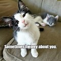 Baby Cat Worried Meme