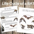 Bat Life Cycle Line Art