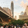 Bats Fly Over Bridge Austin
