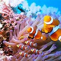 Beautiful Ocean Sea Creatures