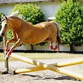 Beautiful Welsh Pony Jumping
