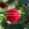 Being Single Quotes with Flowers for Beautiful Women