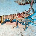 Belize Animals Scary Ocean