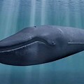 Biggest Animal World Blue Whale