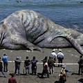 Biggest Creature Existed
