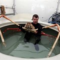 Biggest Spider Crab in the World