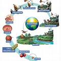 Biological Organization Chart