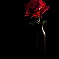 Black White with Red Rose Background