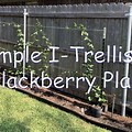 BlackBerry Trellis System Diagram