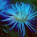 Blue Sea Anemone