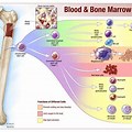 Bone Marrow Red Blood Cells