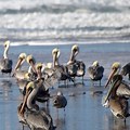 Brown Pelican Oregon Coast