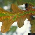 Bur Oak Leaf Scorch