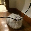 Cat Biting Cable Meme