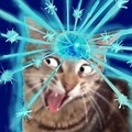 Cat Brain Expanding Meme