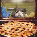 Cat Dreaming of Pie Funny