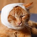Cat Head Trauma Symptoms
