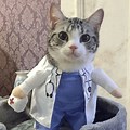 Cat Meme Face Doctor
