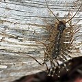 Centipede House Bugs