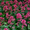 Centranthus Ruber From Seed