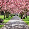 Cherry Blossom Tree Park