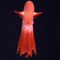 Cirrate Deep Sea Octopus