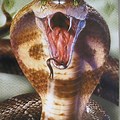 Cobra Animal Striking