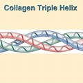 Collagen Structure Triple Helix
