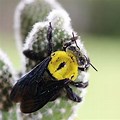 Common Cactus Bee